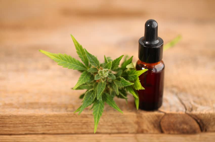  CBD כובש את העולם וזה לא מאוחר מידי להשתלב בשוק הקנאביס