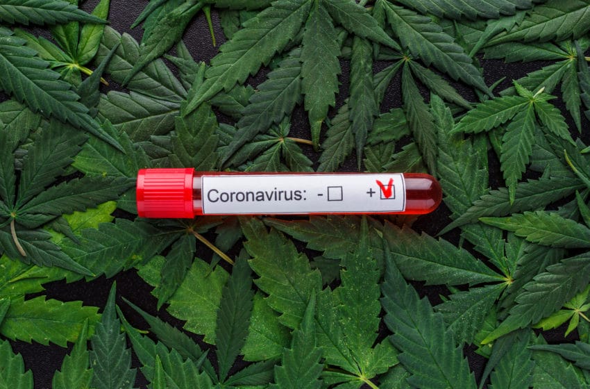  השפעות הקנאביס על הקורונה
